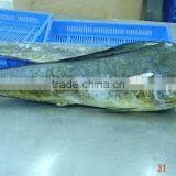 Mahi Mahi Whole & Gutted thumbnail-1