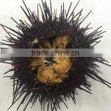 Live Sea Urchin thumbnail-1