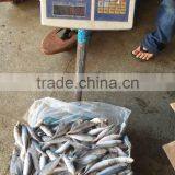 Superior Quality 18CM China Made Frozen Fresh Horse Mackerel thumbnail-3