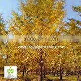Ginkgo Biloba ( Deciduous Tree) for Cold Climate Landscaping Wholesale Export thumbnail-6