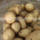 2015 Best Quality of the Potato in Anqiu thumbnail-2