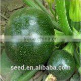 Jade Pearl Round Dark Green Hybrid Squash Seeds