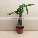 Pachira Macrocarpa Outdoor Flowering Plants for Home Garden thumbnail-3