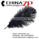 CHINAZP No.1 Supplier in China Factory Exporting Wholesale From 20-25cm Colored Balck Ostrich Feathers thumbnail-1