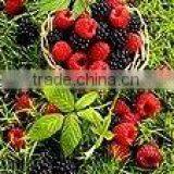 Handmade Wicker Gift Basket/ Wicker Gift Baskets/handmade Flower Basket thumbnail-2