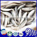 New Landing Frozen Round Scad Small Eye Horse Mackerel For Tuna Bait thumbnail-4