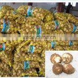 Fresh Taro on Sale thumbnail-1