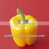 New Yellow Round Sweet Pepper Exporter