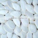 2013 Crop Snow White Pumpkin Seed thumbnail-1