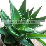 China Stevia ISO, GMP, HACCP, KOSHER, HALAL Certificated thumbnail-2