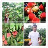 100% Humic Acid Water Soluble Fertilizer 12-5-25 thumbnail-3