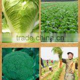 Neweek Agricultural Light and Flexible Hand Vegetable Drill Machine thumbnail-6