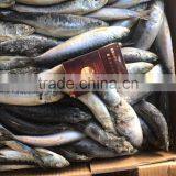 Competitive Price Wholesale Round Frozen Sardine for Canning thumbnail-2
