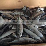 Horse Mackerel 20cm+ 2016 Seafrozen thumbnail-3