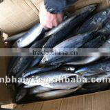 FRESH FROZEN MACKEREL Loaded 5.2012 thumbnail-1
