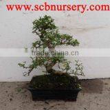 Carmona Bonsai Art 25cm thumbnail-1
