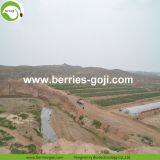 Factory Supply Nutrition Dried Chinese Wolfberry thumbnail-3