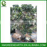 Ficus microcarpa S shape 60-80cm