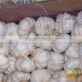 Pure White Garlic 6.0cm 10kg Carton thumbnail-1