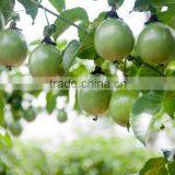 Passion Fruit Vietnam Specialties Fresh Passion Fruit Fresh Passion Fruits for Sale thumbnail-5