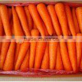 Chinese Fresh Red Carrot Processing Plant thumbnail-1