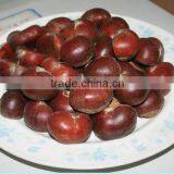 New Chinese Simmondsia Chinensis thumbnail-1