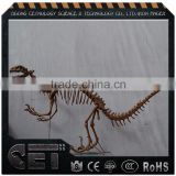 Cetnology-Hot sale realistic fiberglass dinosaur skeleton model