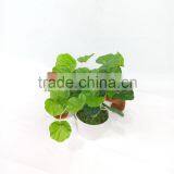 Low Cost Daily Life Decor Artificial Small Bonsai /bonsai Plant for Home Decoration thumbnail-4
