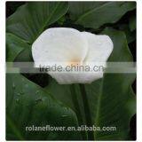 Wholesale High Quality Beautiful Cut White Calla Lily Flower thumbnail-3