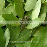 Bay / Bay Leaf Oil (Pimento Racemosa) thumbnail-1