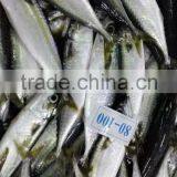 Good Quality Frozen Pacific Mackerel Fish for Sale thumbnail-2