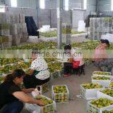 Fresh Mandarin Oranges in 2016 New Crop Sweet for Sale 9kg/box thumbnail-6