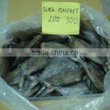 FROZEN BLACK POMFRET WHOLE ROUND thumbnail-1