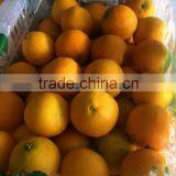 Fresh Sweet Naval Orange thumbnail-5