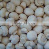 Frozen Mushrooms thumbnail-1