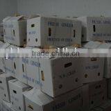 Fresh Washed Ginger thumbnail-5