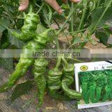 Super Big Long Precocious Winkled Skin Green Hot Pepper Seeds thumbnail-1