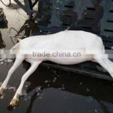 a Sheep Slaughter Abattoir /sheep Hair Removal Machine /sheep Dehair Machinef