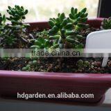 Hot Sale Colored Plastic Plant Marker Tag Wholesale thumbnail-3