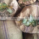 Bay Leaf thumbnail-2