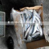 Frozen Barbecue Saury thumbnail-1