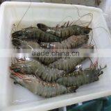 Frozen Shrimp and Seafood Fresh thumbnail-1