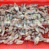 Grade A IQF Baby Squid Loligo Japonica thumbnail-4