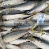 Frozen Pacific Mackerel 5-6pcs/kg thumbnail-2