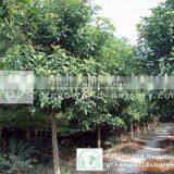 Mangifera Indica Outdoor Trees thumbnail-1