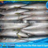 Best Quality Fresh Mackerel