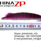 CHINAZP Feather Good Quality Cheap Colored Fuchsia Ringneck Pheasant Tip Feather thumbnail-4