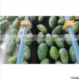 Fresh Mango (Processed / Washed) thumbnail-2