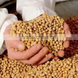 ORGANIC SOY BEANS