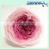 Fresh Rose High Quality Natural Preserved Austin Roses For Sale thumbnail-4